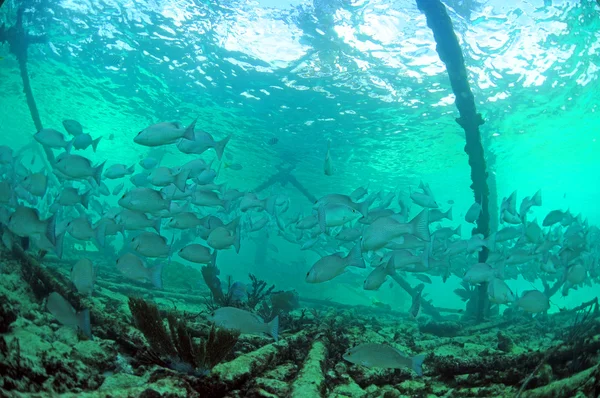 Mangrov balığı balık suyun altında — Stok fotoğraf