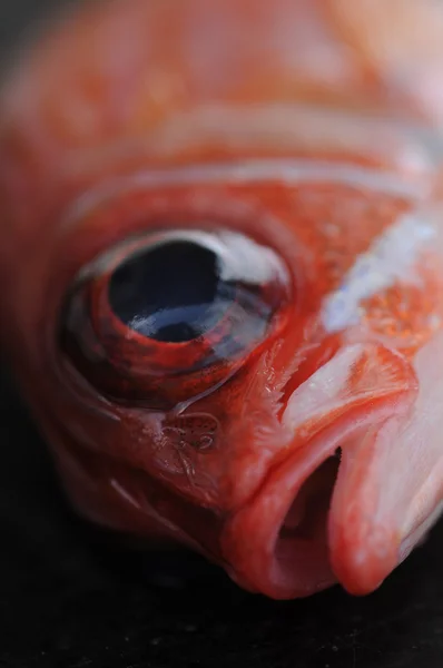 Закрыть скворцовую рыбу — стоковое фото