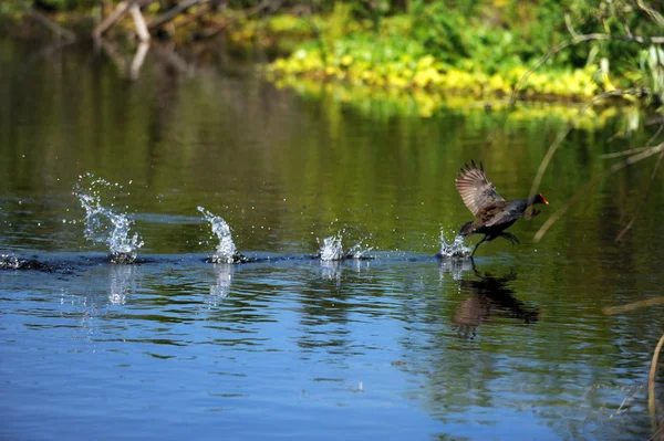 Oiseau gallinule — Photo