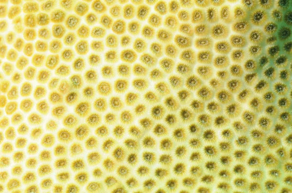 Коралловая текстура — стоковое фото