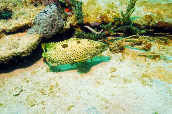 Rock hind grouper vissen onderwater — Stockfoto