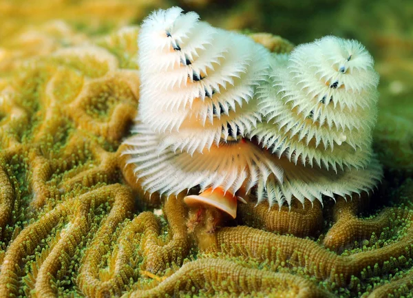 Mjuka koraller i havet — Stockfoto