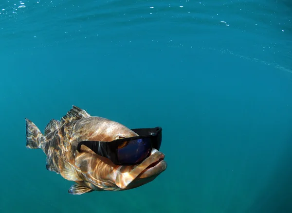 Coole Fische mit Sonnenbrille Stockfoto