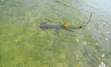 Bonnethead shark in ocean water clipart