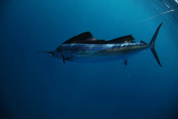 Pesce vela nell'oceano — Foto Stock