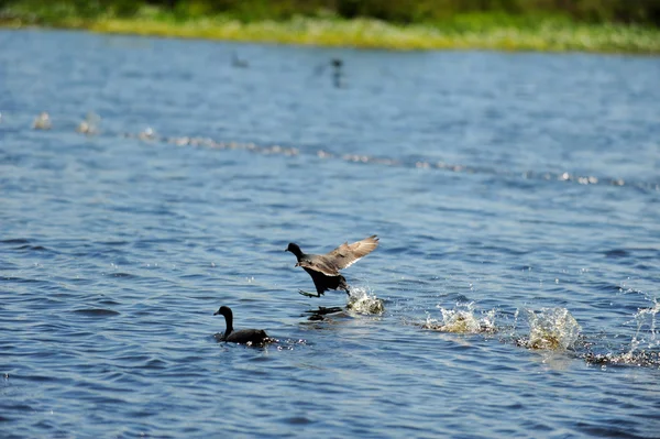 Meerkoet vogel landing in water — Stockfoto