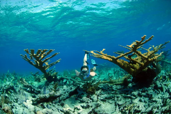 Snorkel de mujer en destino tropical — Foto de Stock