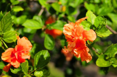 Turuncu hibiscus çiçek