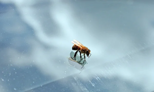 Κοντινό πλάνο εικόνα μιας μέλισσας — Φωτογραφία Αρχείου