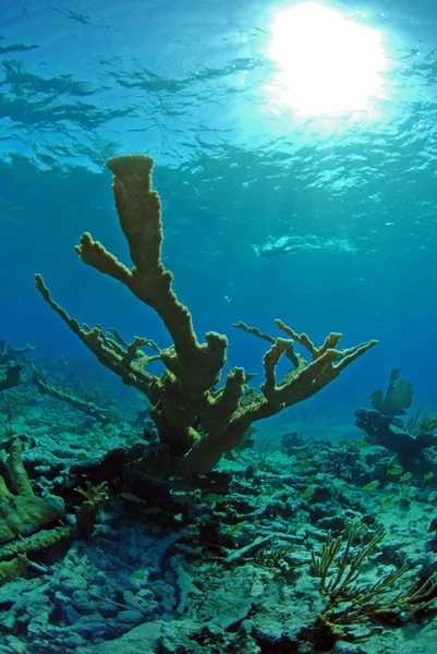Кораллы в океане — стоковое фото