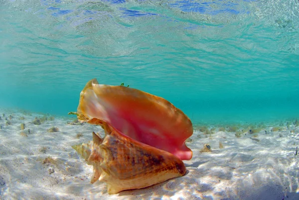 Conch shell in ocean — Stock Photo, Image