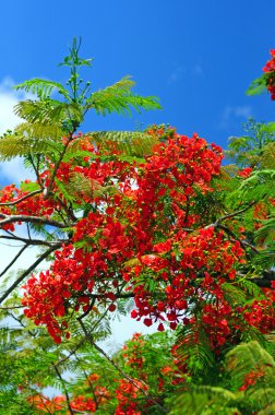 Poinciana ağaç