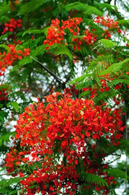 Kırmızı royal poinciana ağaç