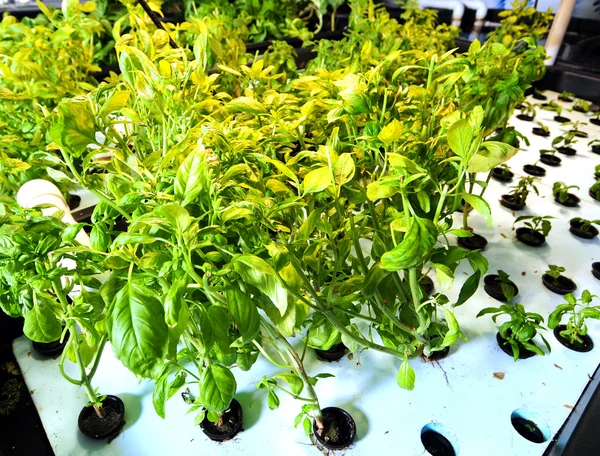 Vegetable in hydroponics farm — Stock Photo, Image
