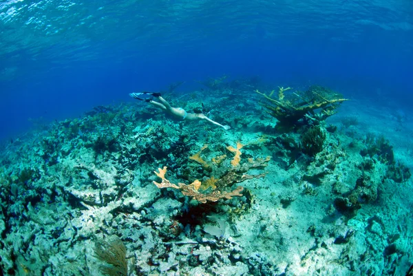 Snorkeling mulher no recife de coral — Fotografia de Stock