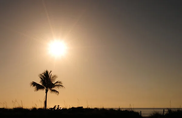 Één palmboom en zonsopgang — Stockfoto