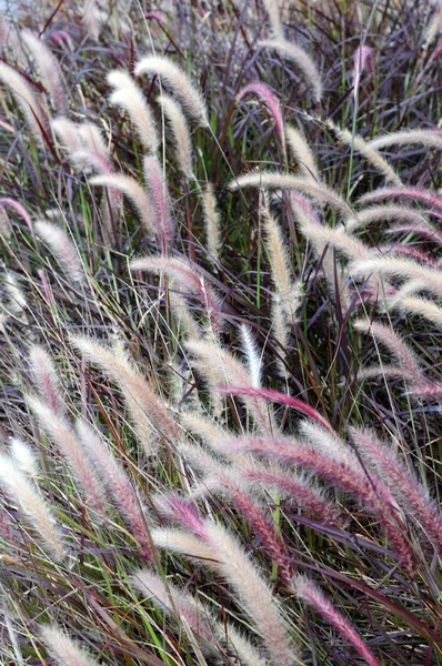 Ornamental grass — Stock Photo, Image