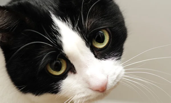 Söt katt med sorgsna ögon — Stockfoto