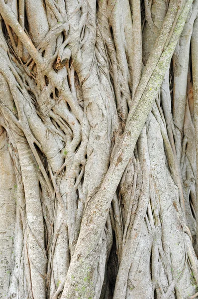 Árvore ficus — Fotografia de Stock