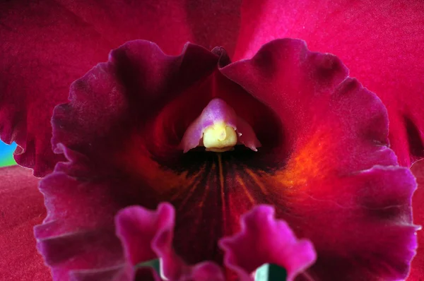 Закрыть розовый цветок орхидеи — стоковое фото