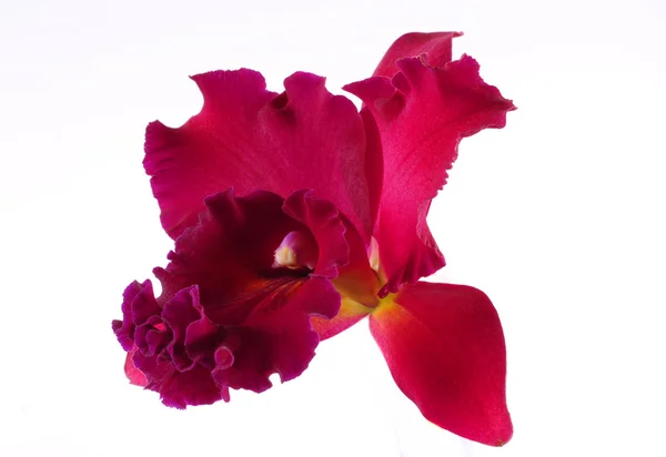 Fiore di orchidea rosa — Foto Stock