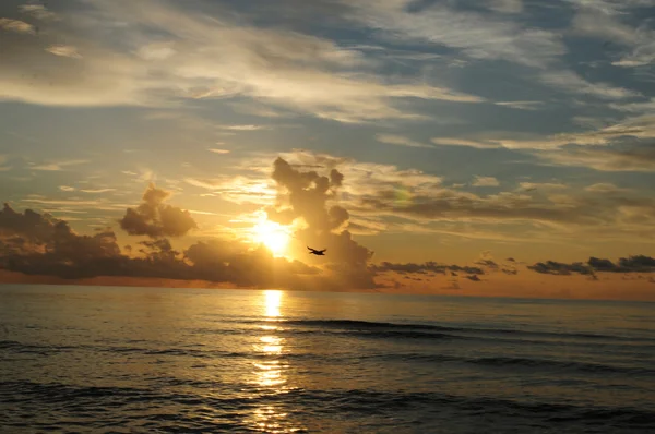 早朝の海の日の出と鳥 — ストック写真