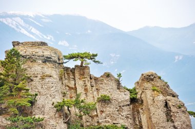 sarp kayalıklar üzerindeki çam ağaçları