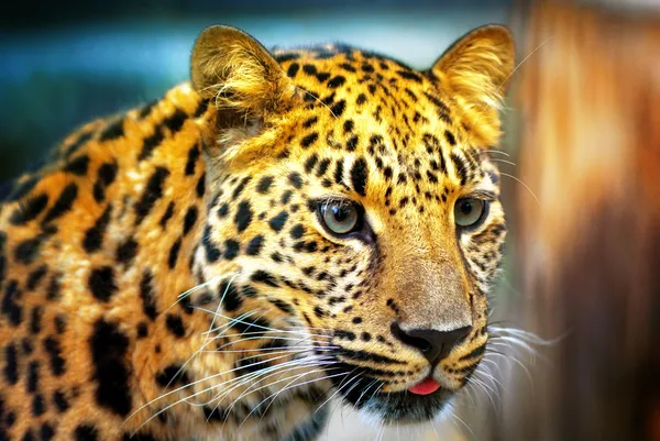 Retrato do leopardo — Fotografia de Stock
