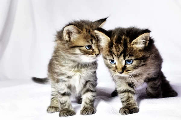 Δύο γατάκια — Φωτογραφία Αρχείου