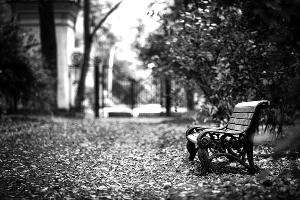 A bench in the Park — Stock Photo, Image