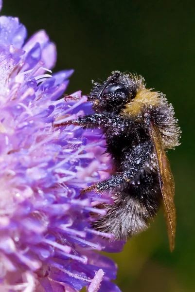 uyku bumblebee alan çiçek