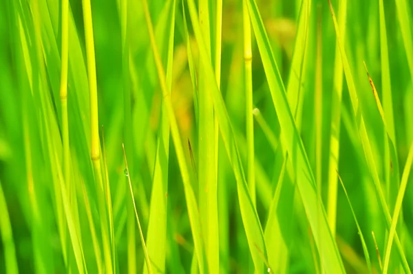 Juicy grass — Stock Photo, Image