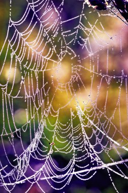 Cobwebs in the dew clipart