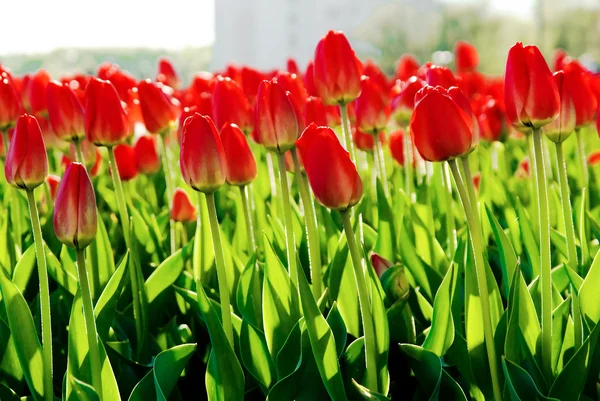 Tulipanes en el macizo de flores de la ciudad . — Foto de Stock