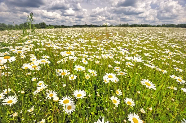 The meadow of daisies. — Stock Photo, Image