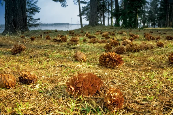 Conifer cones on the ground — Stock Photo, Image