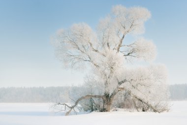 frost, karla kaplı düz ağaç.