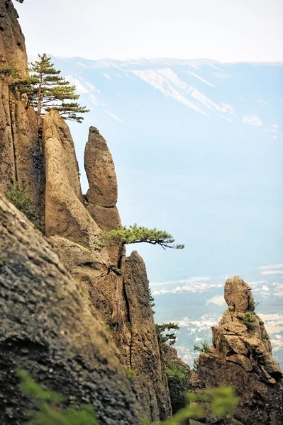 stock image Pine trees on the steep cliffs