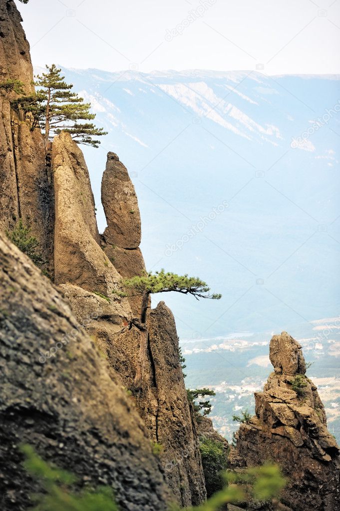 Pine trees on the steep cliffs