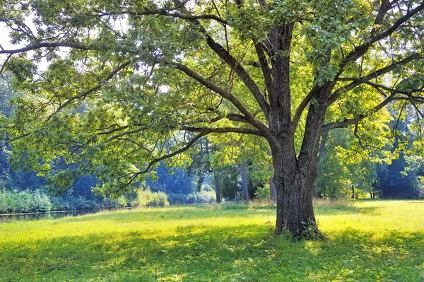 The tree in the park — Stock Photo, Image