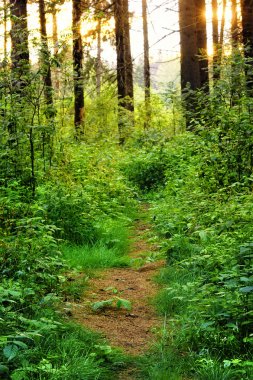 Overgrown path in the woods clipart