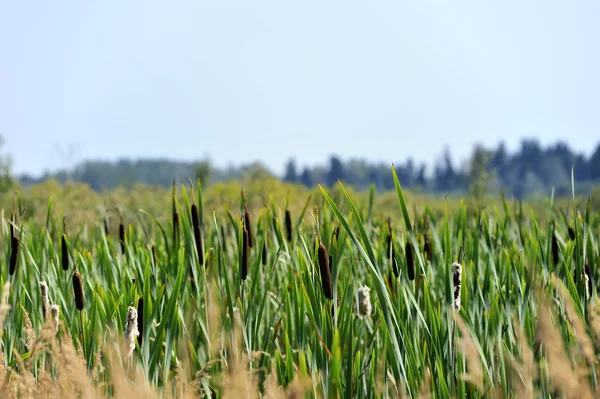 Reeds in the marsh — Stock Photo, Image