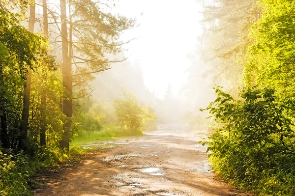Forest road in the fog — Stock Photo, Image
