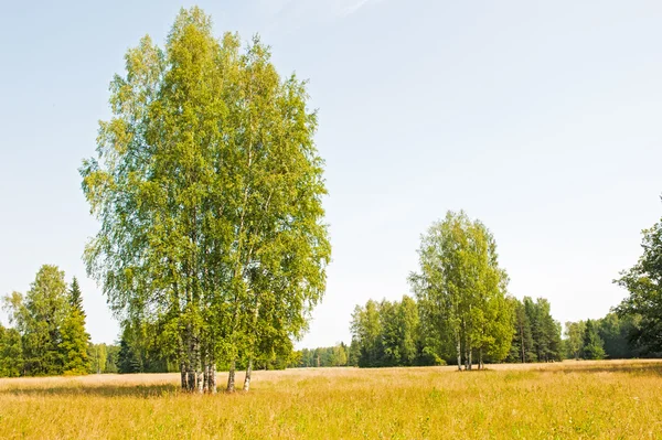 Russische birch in het veld. — Stockfoto