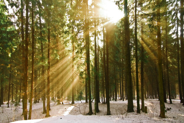 The rays of the sun in the winter pine forest.