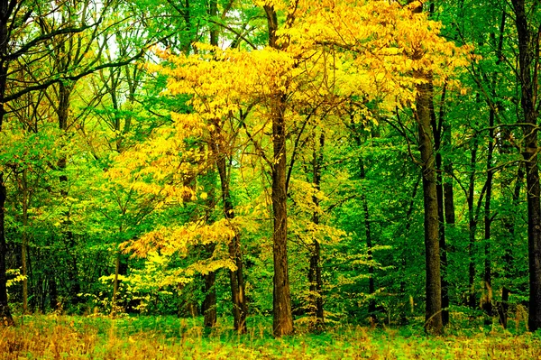 Strom s žloutnutí listů v lese — Stock fotografie