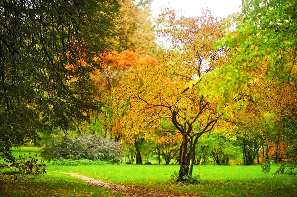 Ett träd med löv på en bakgrund pozhelevshey små hyggen — Stockfoto