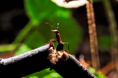 Wood ant on a broken branch. clipart