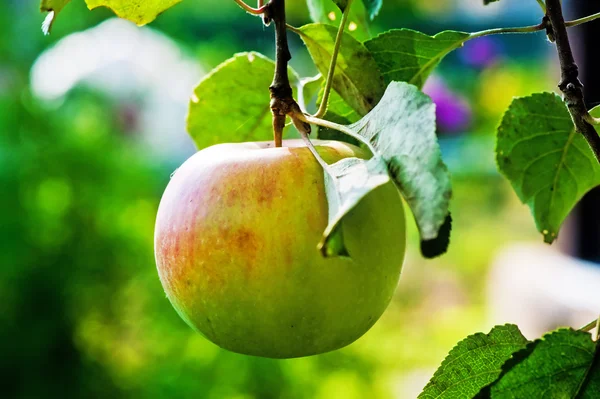 Ripe apple on a branch — Stock Photo, Image