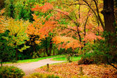 Картина, постер, плакат, фотообои "autumn sketches in the park.", артикул 12347340